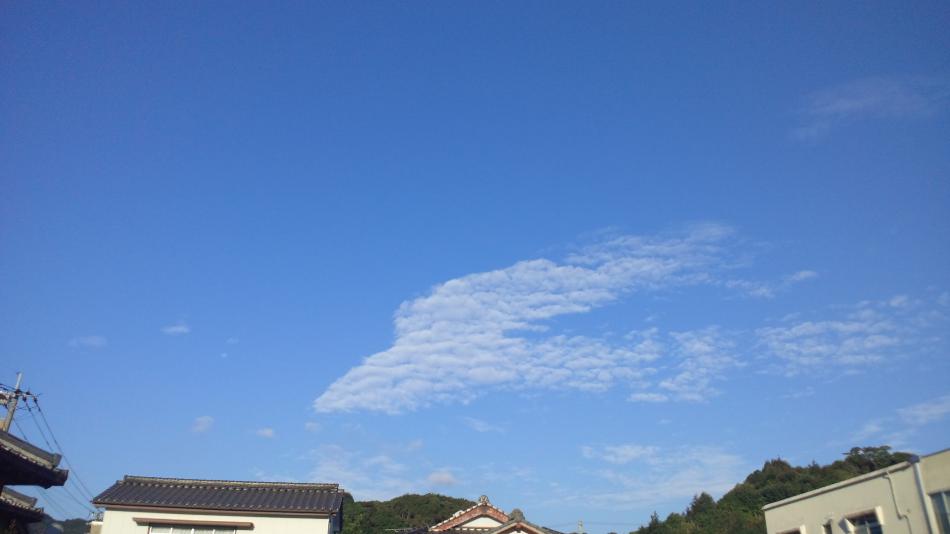 ツバメ？