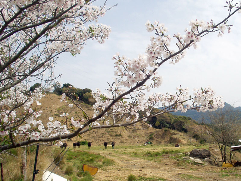 桜と牛