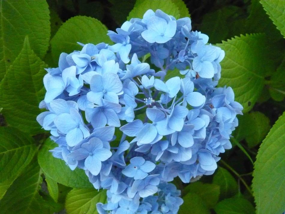 西の久保公園あじさい