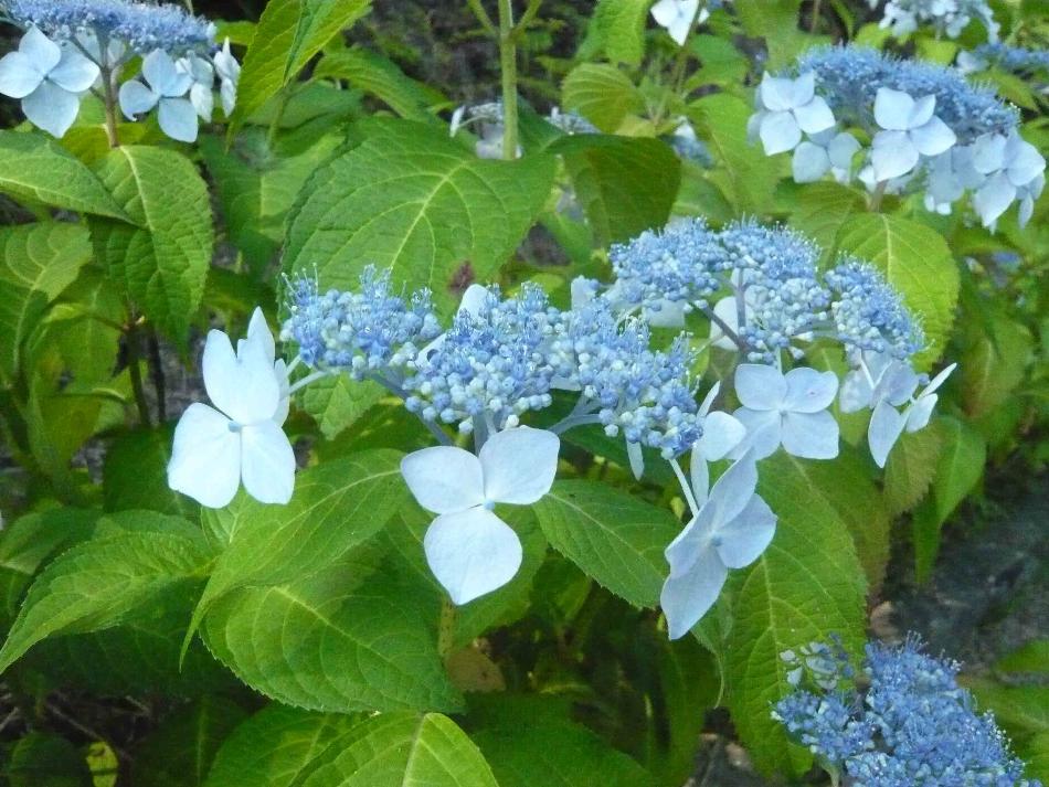 西の久保公園ガクアジサイ