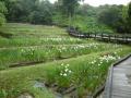 ６月４日の花菖蒲園（満開）(６月４日の花菖蒲園（満開）)