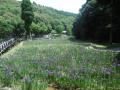 5月31日の花菖蒲園(7分咲き)(5月31日の花菖蒲園(7分咲き))