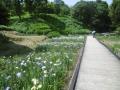 5月31日の花菖蒲園(7分咲き)(5月31日の花菖蒲園(7分咲き))