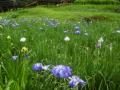 5月24日の花菖蒲園(2分咲き)(5月24日の花菖蒲園(2分咲き))