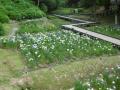 ６月２日の花菖蒲園（８分咲き）(６月２日の花菖蒲園（８分咲き）)