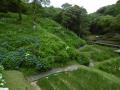 ６月11日の花菖蒲園（咲き終わり）(６月11日の花菖蒲園（咲き終わり）)