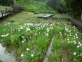 6月4日の花菖蒲園(満開)(6月4日の花菖蒲園(満開))