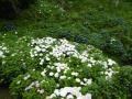 6月11日の花菖蒲園(咲き終わり)(6月11日の花菖蒲園(咲き終わり))