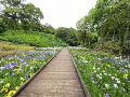 6月1日花菖蒲園