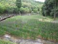 5月28日の花菖蒲園(5分咲き)(5月28日の花菖蒲園(5分咲き))