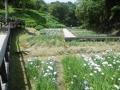5月31日の花菖蒲園(7分咲き)(5月31日の花菖蒲園(7分咲き))
