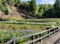6月2日花菖蒲園
