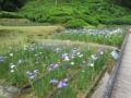 5月28日の花菖蒲園(5分咲き)(5月28日の花菖蒲園(5分咲き))