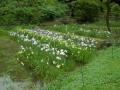 6月4日の花菖蒲園(満開)(6月4日の花菖蒲園(満開))