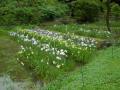 ６月４日の花菖蒲園（満開）(６月４日の花菖蒲園（満開）)