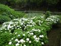 ６月４日の花菖蒲園（満開）(６月４日の花菖蒲園（満開）)