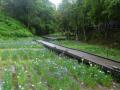 5月24日の花菖蒲園(2分咲き)(5月24日の花菖蒲園(2分咲き))