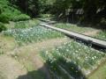 5月31日の花菖蒲園(7分咲き)(5月31日の花菖蒲園(7分咲き))