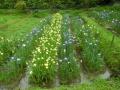 5月24日の花菖蒲園(2分咲き)(5月24日の花菖蒲園(2分咲き))