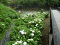 6月2日の花菖蒲園(8分咲き)(6月2日の花菖蒲園(8分咲き))