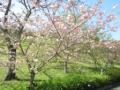 八重桜（松月）①