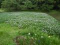 6月4日の花菖蒲園(満開)(6月4日の花菖蒲園(満開))