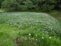 ６月４日の花菖蒲園（満開）(６月４日の花菖蒲園（満開）)