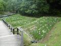 6月2日の花菖蒲園(8分咲き)(6月2日の花菖蒲園(8分咲き))