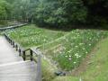 ６月２日の花菖蒲園（８分咲き）(６月２日の花菖蒲園（８分咲き）)