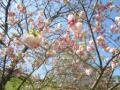 八重桜（松月）②