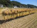稲の掛け干し風景2