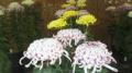 菊花展、すわ神社