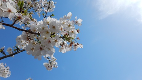 コミセングラウンドの桜④