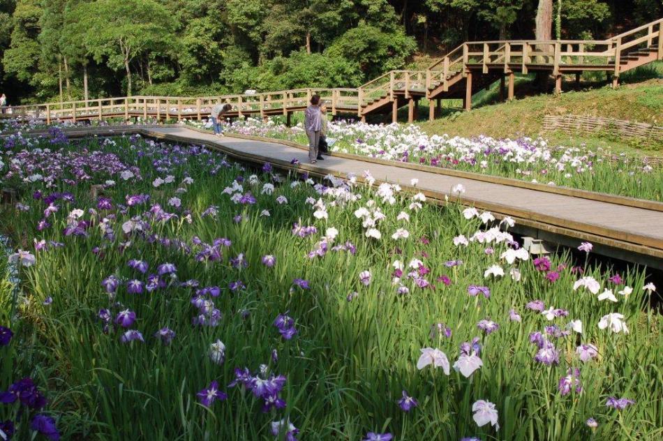 花しょうぶ