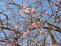 校庭の記念樹の梅の花