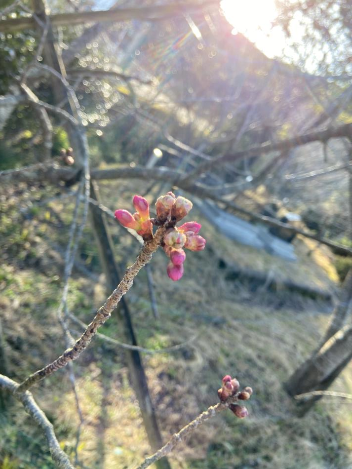 新合の河津桜