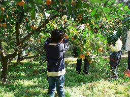 みかん狩り体験教室７