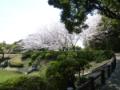遠見山日本庭園サクラ