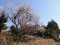 小平農園梅の木