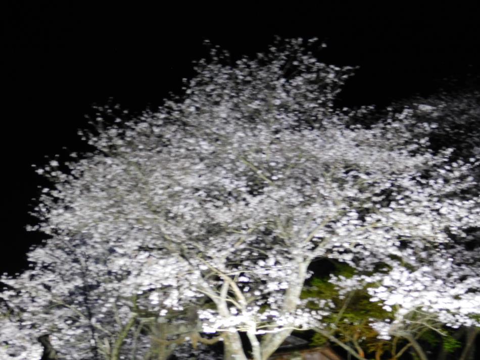 DSCN4115