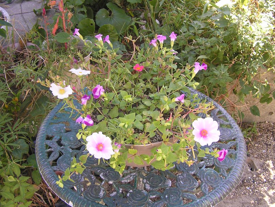 花