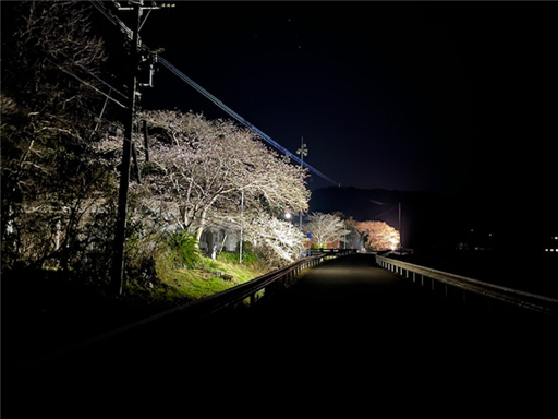 桜3