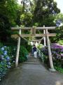 住吉神社のあじさい園-1