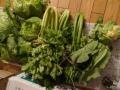 新潟の野菜新潟の4
