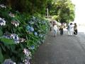住吉神社のあじさい園-2