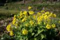 なばな.JPG(まっ黄っ黄の花を咲かせ、もんしろ蝶々を待っています！)