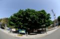 あこうの木(牧島のバス停にあるあこうの木)