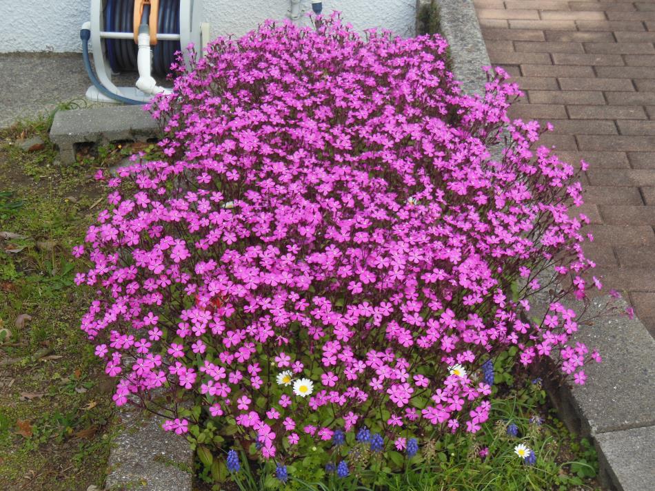 去り行く春